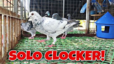 pilipinas kalapati clocking